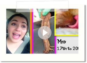 Scary Job Interview, Crazy House Party, & Dissection? Vlog May 17-20