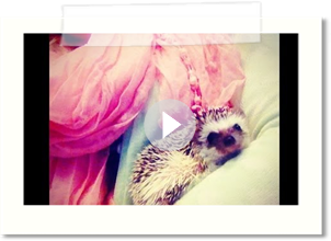 Hedgehog 2 Week Update